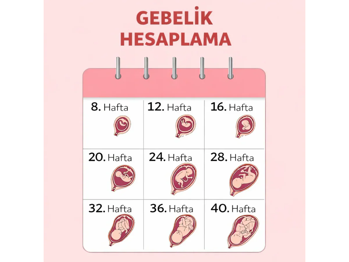 gebelik haftası hesaplama