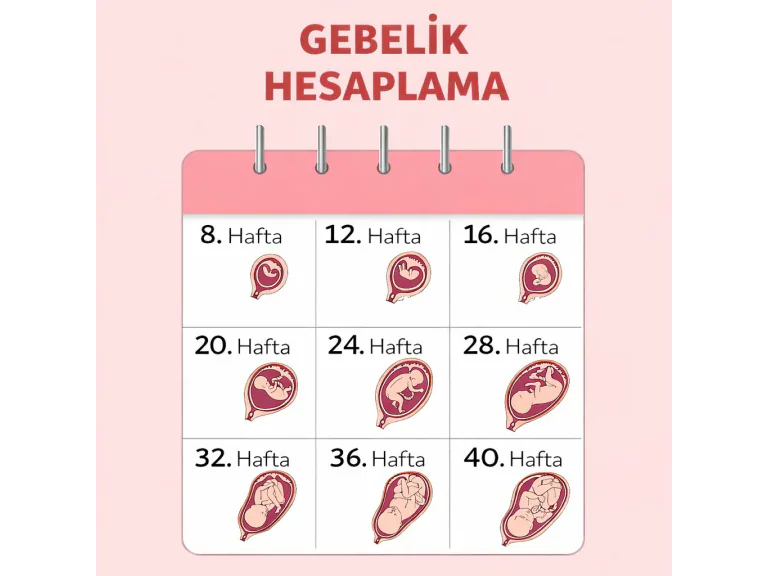 gebelik haftası hesaplama