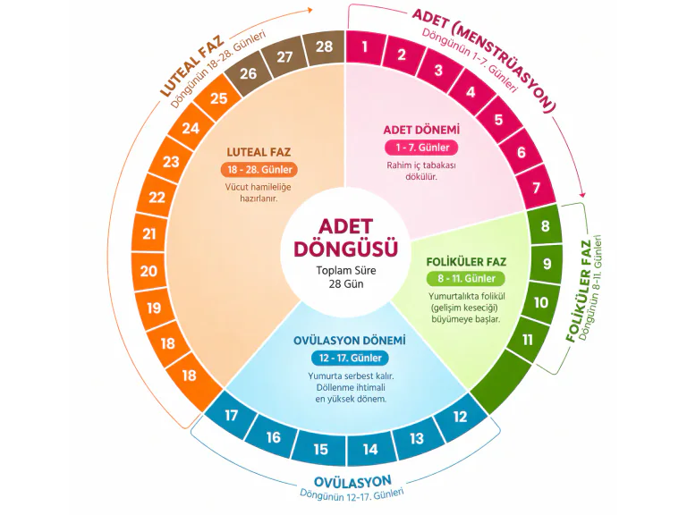 yumurtlama dönemi hesaplama
